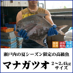 【送料無料】天然マナガツオ瀬戸内産(香川県)約2〜2.4キロサイズ◆水揚げされたばかりの鮮魚を直送します(クール冷蔵便:水揚げがあり次第の出荷)まながつお、真魚鰹、真名鰹