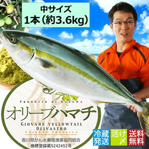 オリーブハマチ(ギフト)