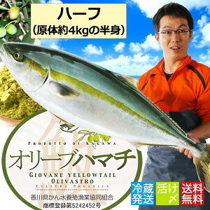 【送料無料】オリーブハマチハーフお待たせしました!半身販売始めました!