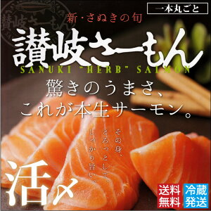 活け〆讃岐さーもん1本丸ごと下処理済(約2kg)(お届け:冷蔵)話題のさぬきさーもんを活け締めして直送!