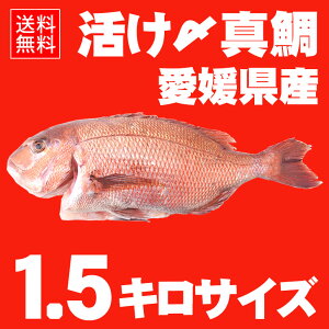 【レビューで送料無料】活け〆の真鯛を丸ごとお届け!1.5kg前後◆愛媛を筆頭に最良の鯛をお届けします!(養殖:冷蔵便でお届け)【楽ギフ_のし宛書】【楽ギフ_のし】【新規開店140206】