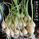 スプラウトニンニク 国産 ホワイト6片 120g＋50g 【今だけ！50g 増量中！】 すぷらうと 発芽 にんにく ガーリック 芽も根も全部食べられる 臭いが残らない