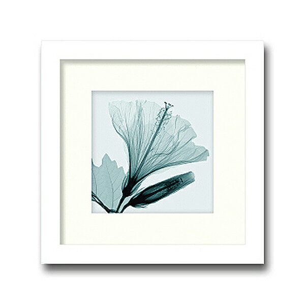 「Hibiscus&Bud」(small)【X-ray Photograph】Steven N.Meyers（エックスレイ フォトグラフ インテリアアートフレーム）［絵画通販］【絵のある暮らし】 【壁掛けフックつき】