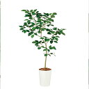 【最大5%OFFクーポン配布中】観葉植物 人工 樹木 ベンガルボダイジュ FST 高さ1800mm Lサイズ 鉢:クォーツ300 完成品