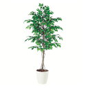 【最大5%OFFクーポン配布中】観葉植物 人工 樹木 フィッカスベンジャミナ 高さ1800mm Lサイズ 鉢:RP-300 完成品