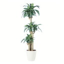 【最大5%OFFクーポン配布中】観葉植物 人工 樹木 マッサンゲアナ“幸福の木” 高さ1700mm Mサイズ 鉢:RP-300 完成品