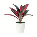 観葉植物 人工 樹木 レインボーテルミナリス 高さ550mm Pサイズ 鉢:RP-185 完成品