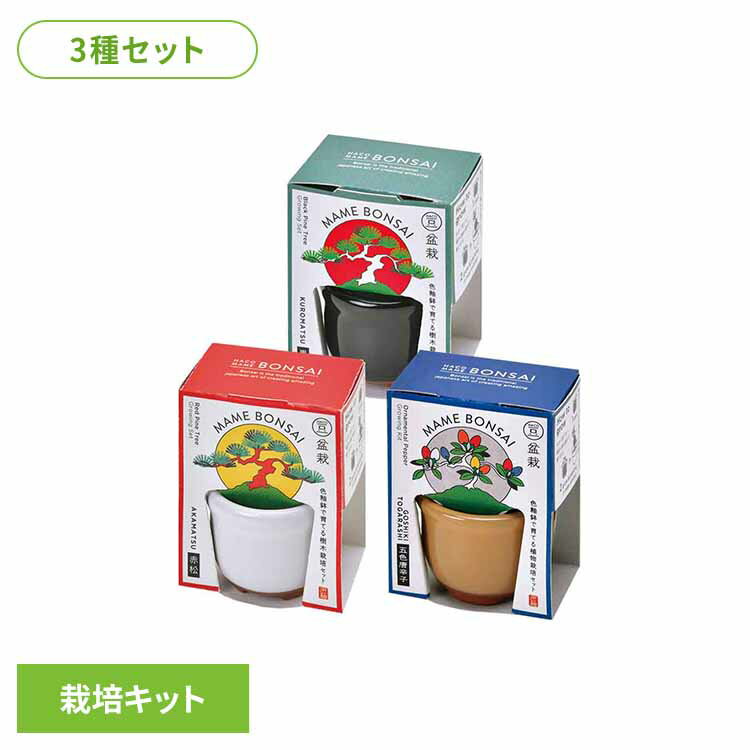 【3種セット】HACO MAME 盆栽栽培セット（黒松・赤松・五色とうがらし） 栽培キット 栽培セット 黒松 赤松 五色とうがらし 聖新陶芸 BONSAI SEISHIN 陶器 ギフト