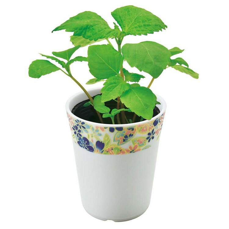 ★22％OFF★和心薬味栽培キット 栽培セット 聖新陶芸 しそ とうがらし みつ葉[2606SE]