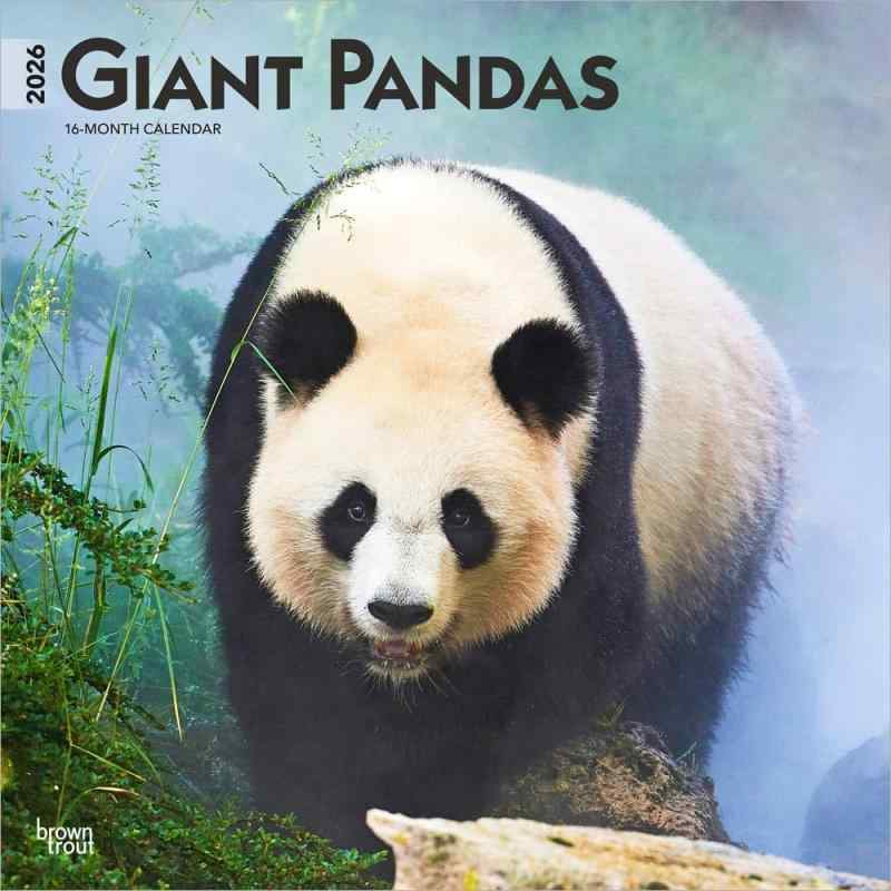ジャイアント・パンダ 2026年 カレンダー / ブラウントラウト 輸入版 壁掛け 30.5 x 61 cm (Giant Pandas Calendar)