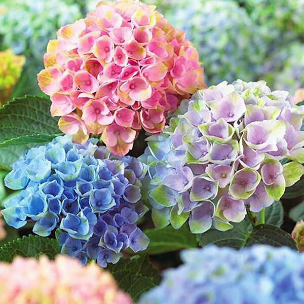 【メーカー直送】ボールペン Flower Pen 紫陽花（五色）あじさい TFB2020 pa ‐ 花柄 ボールペン F-STYLE フラワーペン パーカー 0.7mm 入学祝い 卒業祝い 就職祝い 直送