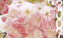 2007 平成19年大阪 桜の通り抜けミントセット