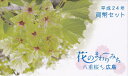2012 平成24年広島 花のまわりみち貨幣セット