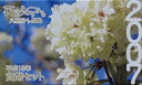 2007 平成19年花のまわりみち八重桜イン広島 貨幣セット