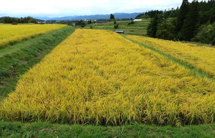 いのちの壱 米 白米 10kg 送料無料 岩手県産 令和5年産お米 おこめ 10キロ 米10kg 米10キロ 岩手県 岩手 国産 精米 暮坪米 ブランド米 農家直送 産地直送 2