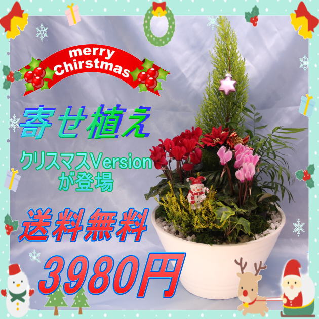 クリスマス寄せ植え3980円【送料無料】【寄せ植え　鉢　プレゼント　花　ギフト　シクラメン　クリスマス　冬】メッセージカード付き【無料】のサムネイル