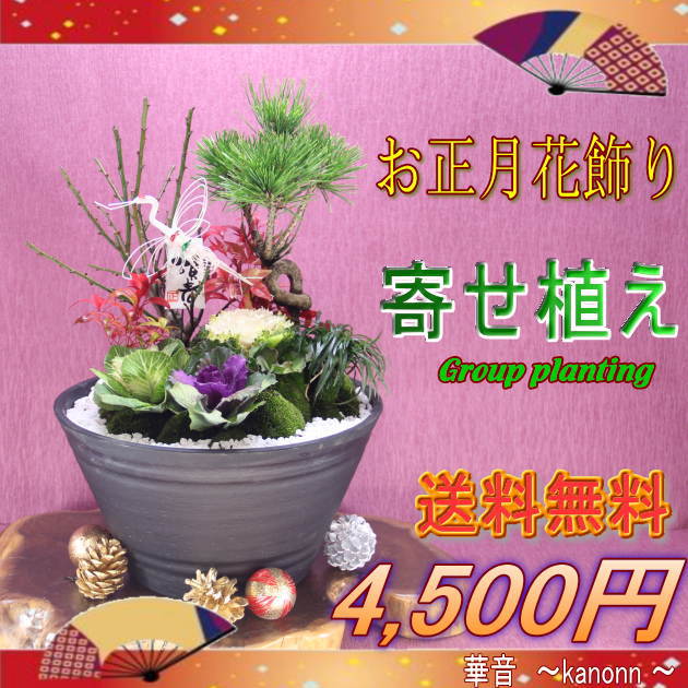 迎春寄せ植え 4,500円【送料無料】【お正月 正月 迎春 フラワーアレンジメント 花 ギフト 酉年 お正月飾り 寄せ植え 松 梅 葉牡丹】