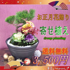 40代から始めるお正月 寄せ植え 40代から始めるお正月 寄せ植え