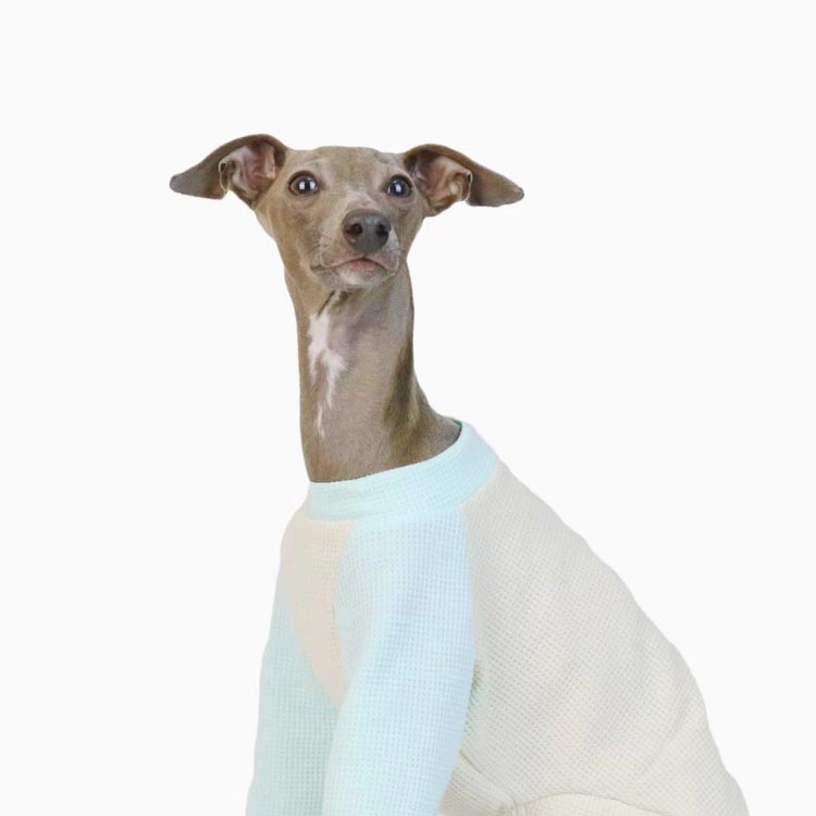 ワッフルシンプル イタリアングレーハウンド L おしゃれ 長袖 M 犬服 イタリアング...