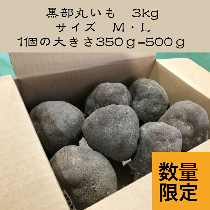 富山県黒部市産　黒部丸いも　3kg