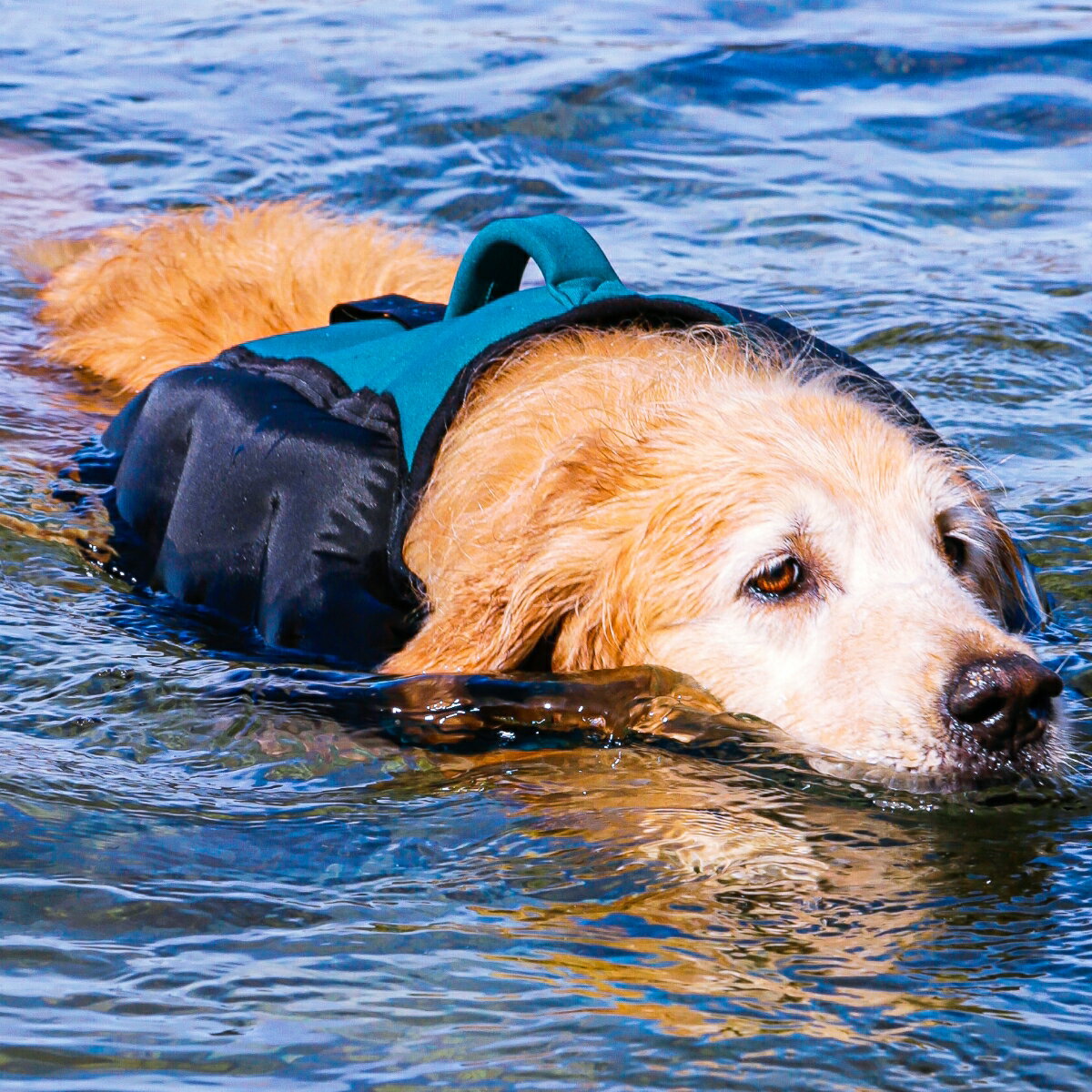 犬用ライフジャケットの革命 圧倒的な高浮力 テールハイブランド デザイン コンパクト ポータビリティ 小型犬から大型犬までサイズ展開 ライフジャケット 犬用 テールハイ Lサイズ 高浮力 おしゃれ 可愛い フローティング ベスト 救命胴衣 あごのせ ライジャケ 小型犬