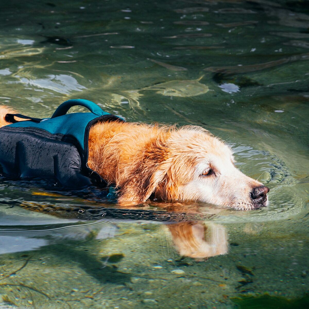 犬用ライフジャケットの革命 圧倒的な高浮力 テールハイブランド デザイン コンパクト ポータビリティ 小型犬から大型犬までサイズ展開 ライフジャケット 犬用 テールハイ Lサイズ 高浮力 おしゃれ 可愛い フローティング ベスト 救命胴衣 あごのせ ライジャケ 小型犬