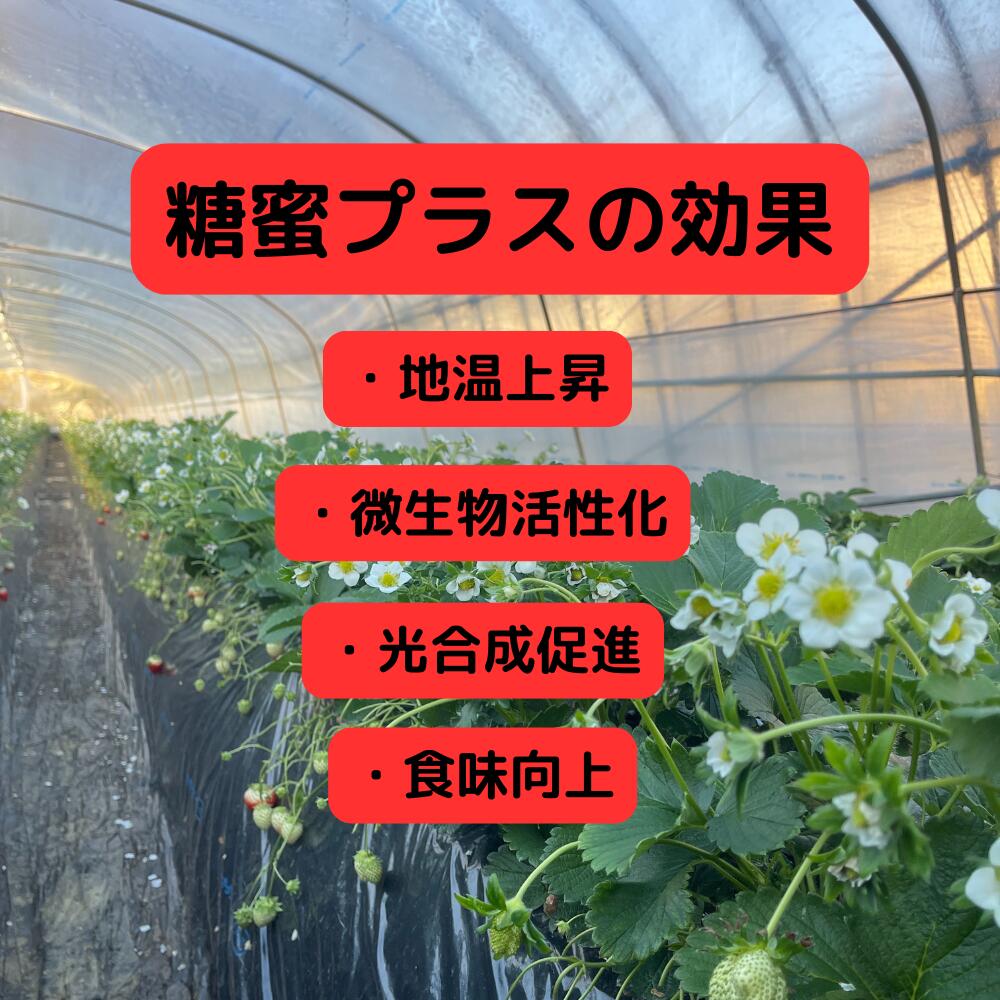 糖蜜プラス 1kg 20kg 糖蜜液 バチルス菌 地温上昇 光合成促進 食味向上 微生物繁殖