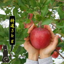 【青森　りんご】【特選　サンふじ　りんご　5kg】　　　　　