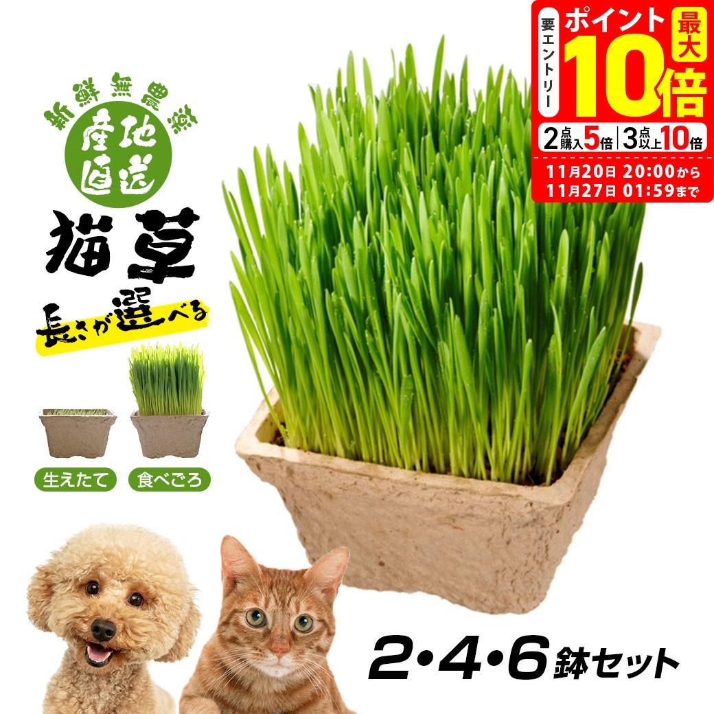 ポイント最大10倍！11/20 20:00〜11/27 01:59まで｜ごちそう猫草 産地直送 新鮮無農薬 犬猫用 2鉢 4鉢 ..