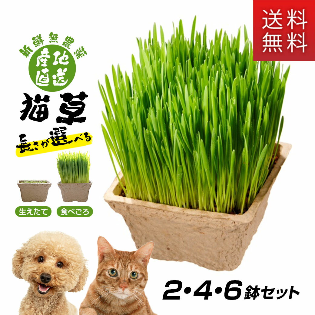 エイム クリエイツ エイム 犬と猫が好きな草の栽培用土 3L