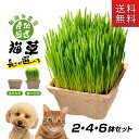 ごちそう猫草 産地直送 新鮮無農薬 犬猫用 2鉢 4鉢 6鉢 1