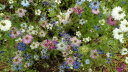 KURUMAYA-herb ニゲラ苗 直径9cmポット/10.5cmポット/長野県斑尾山のハーブ 宝石のような花 ガーデニング 可愛いハーブ 栽培期間農薬不使用無化肥