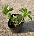 KURUMAYA-herb オレガノ苗 肉、トマト、チーズ料理 長野県信濃町産斑尾山 栽培期間農薬不使用無化肥