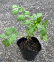 KURUMAYA-herb フィーバーフュー苗 ハーブ苗380円均一セール商品 長野県信濃町斑尾山 栽培期間農薬不使用無化肥 ハーブティー 耐寒性強