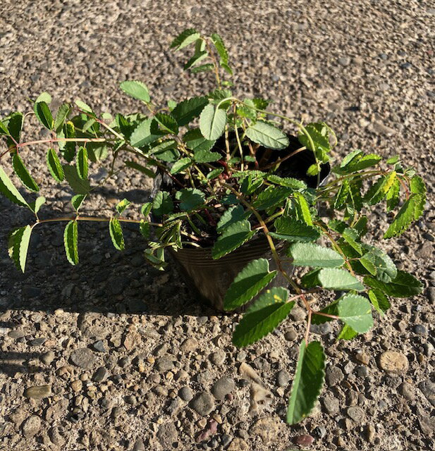 KURUMAYA-herb　ワレモコウ苗　380円均一セール商品　長野県信濃町斑尾山　赤花