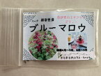 KURUMAYA-herb　ブルーマロウ種　　栽培期間農薬不使用無化肥　長野県信濃町斑尾山　耐寒性強　アオイ科ゼニアオイ属　サプライズティー　自家採種