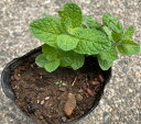 KURUMAYA-herb アップルミント苗 直径9cmポット 長野県斑尾山 ハーブティー 甘いリンゴの香り 栽培期間農薬不使用無化肥