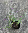 KURUMAYA-herb 宿根バーベナパンプトン 10.5cmポット 自家栽培ハーブ 長野県信濃町