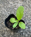 KURUMAYA-herb ボリジ苗 1ポット/3ポット 直径10.5cmポット 長野県斑尾山 聖母マリアの衣装の色マドンナブルー ハーブティー お料理 栽培期間農薬不使用無化肥
