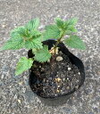 KURUMAYA-herb ネトル(西洋イラクサ)苗 10.5cmポット 信州斑尾山 栽培期間農薬不使用無化肥 耐寒性 ハーブティー