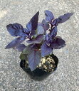 KURUMAYA-herb ルビーバジル苗 10.5cmポット 信州斑尾山 栽培期間農薬不使用無化肥