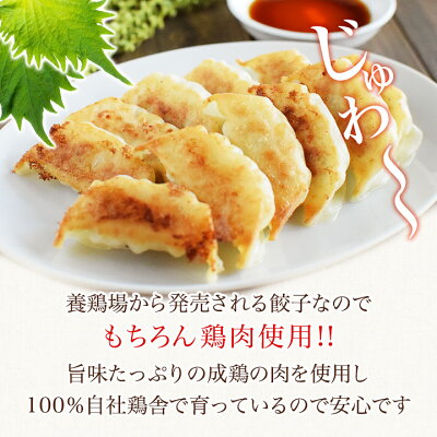 \お一人様1回限り/お試し!鶏しそ餃子【30個入り(30個入り×1袋)】冷凍餃子 餃子 送料無料 お試し 生餃子 冷凍生餃子 食品 惣菜 中華 鶏肉 - Image 3