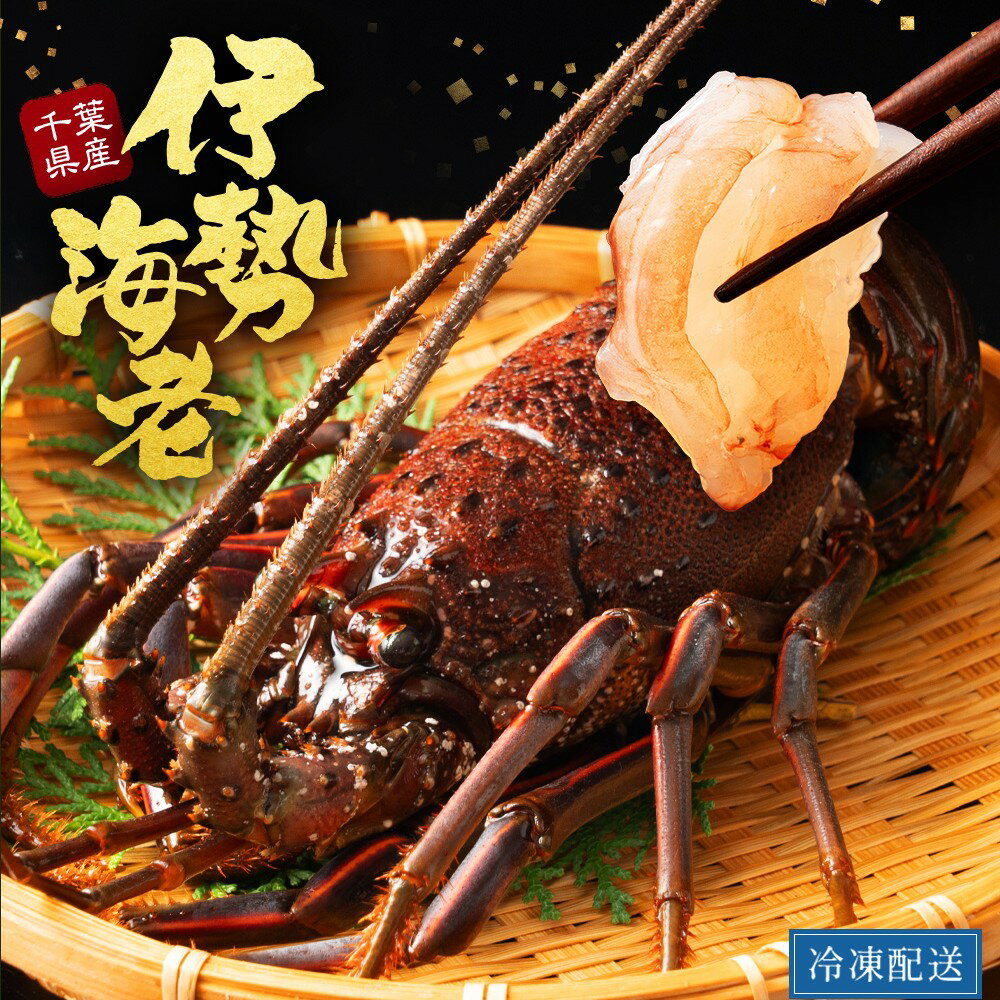 国産 千葉 伊勢海老 活伊勢海老 本