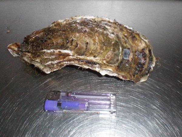 北海道厚岸産　殻付き生牡蠣　生食用　30個入り（105g〜129g）