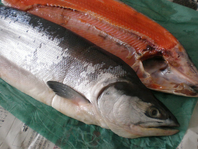北海道　釧路産◆超特価◆生　紅鮭　薄塩　2Kg前後