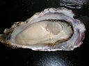 北海道厚岸産 殻付き 生牡蠣 生食用 30個入り（130g〜150g）