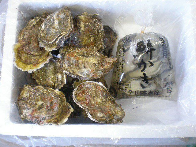 厚岸産 殻付き牡蠣 10個入り・むき身生カキ 300g セット