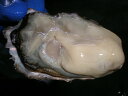 活牡蠣仙鳳趾(せんぽうし)産(130g~160g)20個 殻付道東釧路の新鮮