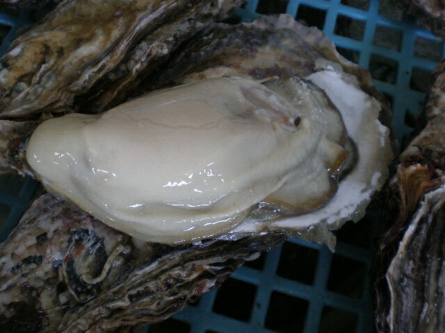 釧路の新鮮　厚岸産　超特大殻付活牡蠣（200g以上）10個
