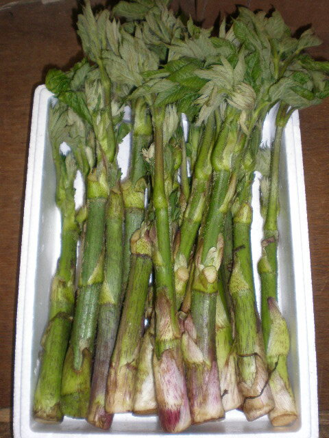 ★北海道　道東★山菜　うど　釧路の山より採取　1Kg★のサムネイル